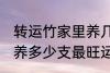 转运竹家里养几支最旺运 转运竹家里养多少支最旺运