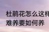 杜鹃花怎么这样难养 杜鹃花为何这样难养要如何养