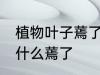 植物叶子蔫了是怎么回事 植物叶子为什么蔫了