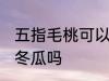 五指毛桃可以煲冬瓜吗 五指毛桃能煲冬瓜吗