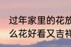 过年家里的花放什么好 过年家里放什么花好看又吉祥