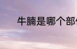 牛腩是哪个部位的肉 牛腩介绍