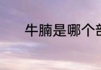 牛腩是哪个部位的肉 牛腩介绍