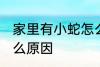 家里有小蛇怎么回事 家里有小蛇是什么原因