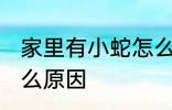 家里有小蛇怎么回事 家里有小蛇是什么原因