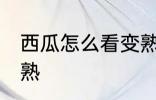 西瓜怎么看变熟了 西瓜如何判断熟没熟
