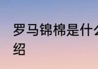 罗马锦棉是什么面料 罗马锦棉面料介绍