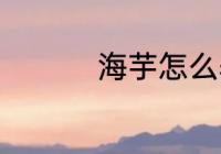 海芋怎么养 海芋如何养