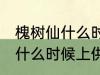 槐树仙什么时候上供品好 祭拜槐树仙什么时候上供品好