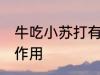 牛吃小苏打有什么作用 牛吃小苏打的作用