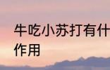 牛吃小苏打有什么作用 牛吃小苏打的作用