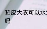 貂皮大衣可以水洗吗 貂皮大衣能水洗吗