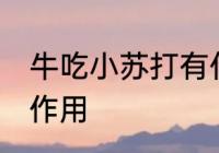 牛吃小苏打有什么作用 牛吃小苏打的作用