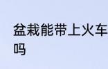 盆栽能带上火车吗 火车上可以带盆栽吗