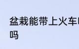 盆栽能带上火车吗 火车上可以带盆栽吗