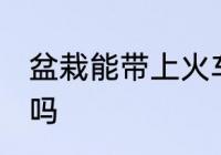 盆栽能带上火车吗 火车上可以带盆栽吗